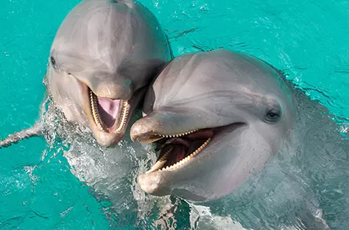 1645647567621696cf42a97